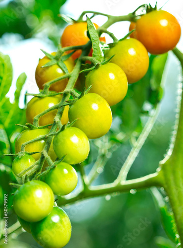 Photo: Fresh and organic cherry tomatoes in the garden Fresh and organic cherry tomatoes in the garden