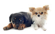 chihuahua and puppy rottweiler