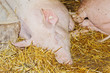 Schweine im Stroh