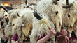 Carnival animal masks