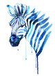 zebra