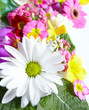 Floral greeting card with beautiful flowers.
