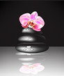 Vector spa stones and orchid