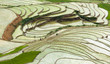 rice field on terraced in mountain.