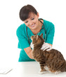 female vet in green uniform with cat in surgery