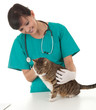 female vet with cat in surgery