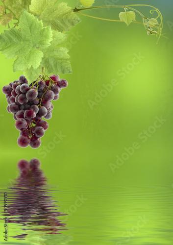 Photo: grappe de raisin grappe de raisin