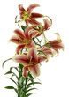 yellow and red lilies