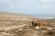 Cabo Santa Maria – Cap-Vert