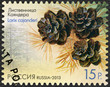 RUSSIA - 2013: shows Larch Cajanderi (Larix cajanderi)
