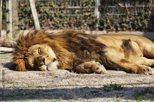Photo: Leone a riposo Leone a riposo