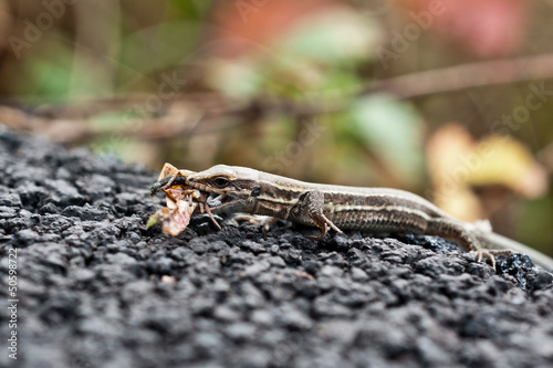 Photo: Eidechse Eidechse