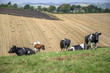 south downs