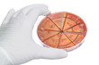 Hand in clove with petri dish