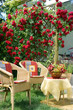 Beautiful climbing rose on the terrace