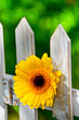 Blume am Zaun