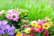 Sommerblumen