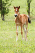 Young foal