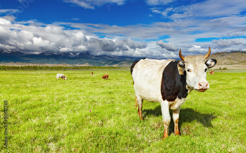 Photo: Grazing cow Grazing cow