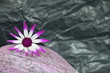 Single - Pericallis