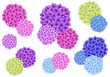 colorful hydrangea flowers, vector set