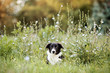 cute border collie puppy