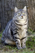 Foto: Hauskatze Hauskatze