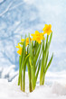 Narzissen brechen durch Schneedecke