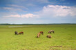 Pigs in a meadow
