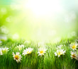 Foto: Spring Meadow with Daisies. Grass and Flowers border Spring Meadow with Daisies. Grass and Flowers border