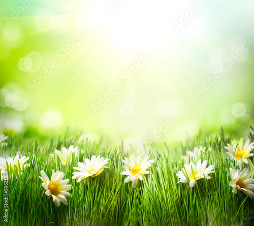  Spring Meadow with Daisies. Grass and Flowers border