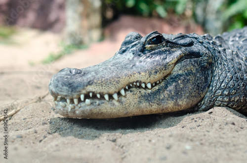 Photo: Ein Krokodil im Profil Ein Krokodil im Profil