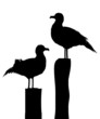 Seagull silhouettes on pier