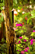In the jungle