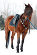 horse with a saddle