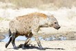 Spotted Hyaena (Crocuta crocuta) at waterhole, Kalahari desert