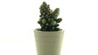Succulent plant