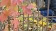 blur woman gather autumn maple leaves retro rusty garden fence