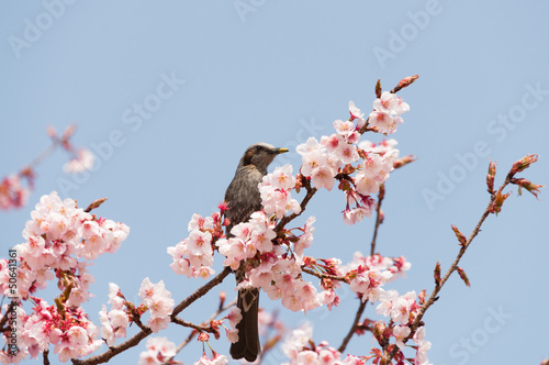 Photo: ヒヨドリと寒桜 ヒヨドリと寒桜