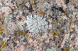 Lichen on granite.