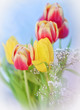 Bunch of tulip flowers.