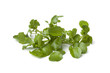 Fresh Watercress