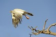 Pale Chanting Goshawk (Melierax canorus) in flight