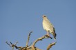 Pale Chanting Goshawk (Melierax canorus) on hunting perch