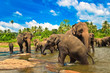 Elephant group in the river