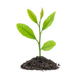 Foto: tree tree