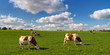 VACHES AU PRE