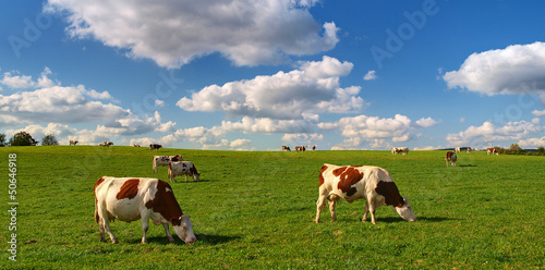 Photo: VACHES AU PRE VACHES AU PRE