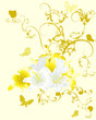 white and yellow lily