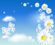 Butterflies and daisy in the sky